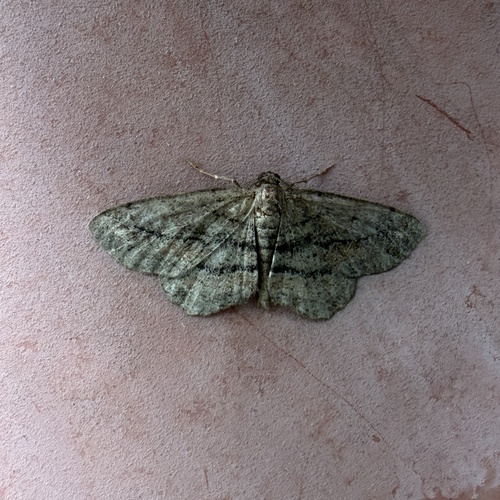 Brenda's Hypagyrtis Moth photo 5