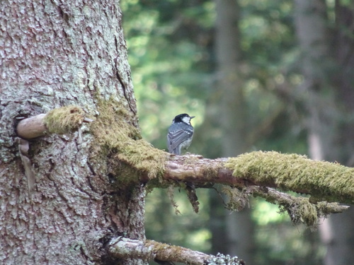 Coal Tit