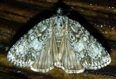 Acronicta retardata