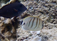 Chaetodon multicinctus