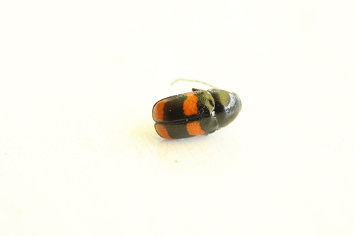 Cryptocephalus carinthiacus