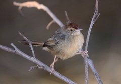 Lazy Cisticola photo 1