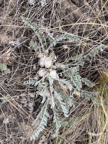Astragalus testiculatus