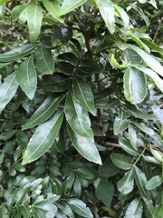 Zanthoxylum capense