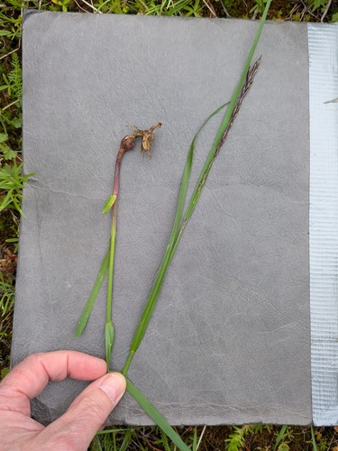 Melica bulbosa observed 2026-05-26