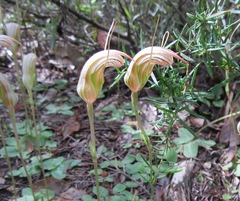 Pterostylis ophioglossa