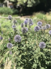 Echinops bannaticus