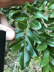Dalbergia obovata