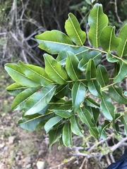 Dalbergia obovata