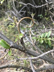 Dalbergia obovata