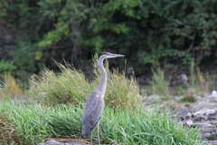 Ardea herodias