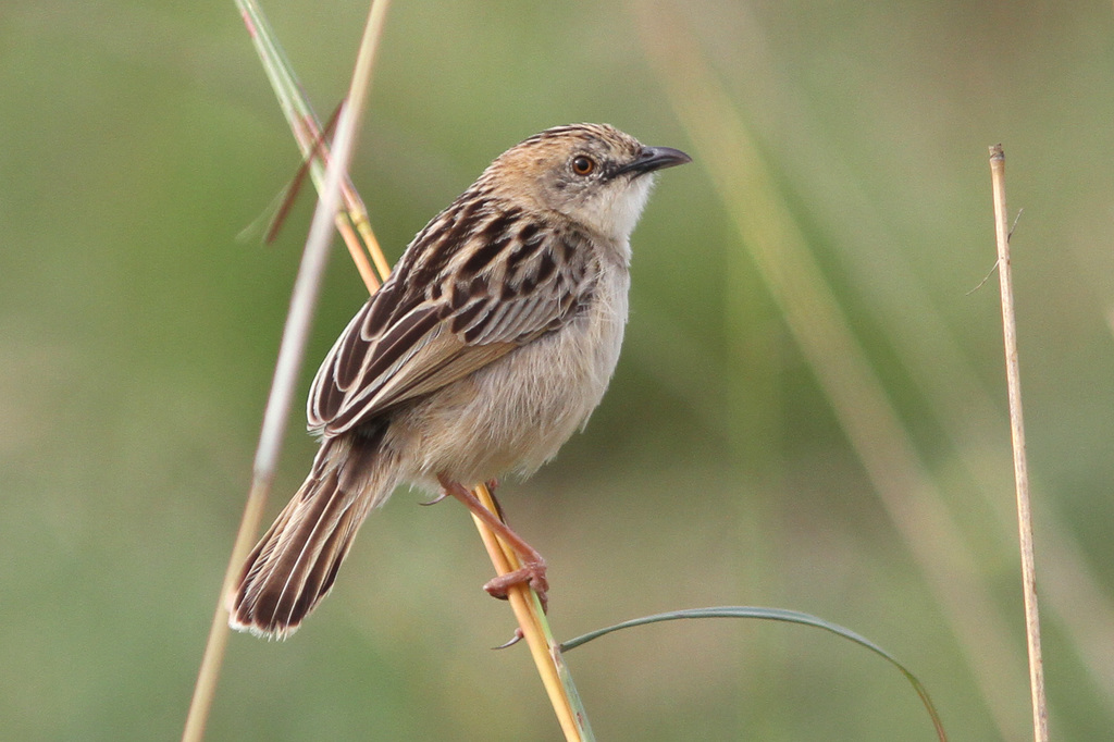 Croaking Cisticola photo