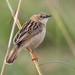 Croaking Cisticola - Photo (c) Dave Curtis, some rights reserved (CC BY-NC-ND)
