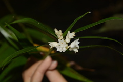 Appendicula alba