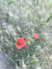Papaver rhoeas
