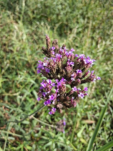 purpletop vervain
