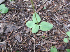 Pterostylis ophioglossa