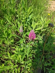 Trifolium purpureum