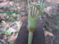 Pterostylis ophioglossa