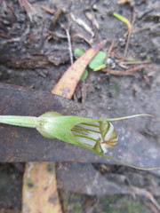 Pterostylis ophioglossa