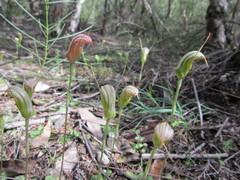Pterostylis ophioglossa