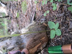 Pterostylis ophioglossa