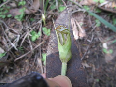Pterostylis ophioglossa