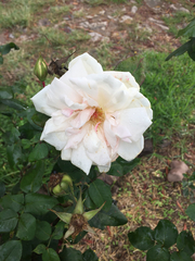 Rosa sicula