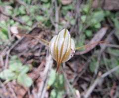 Pterostylis ophioglossa