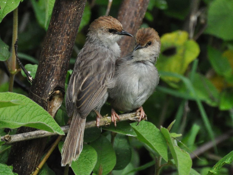 Hunter's Cisticola photo