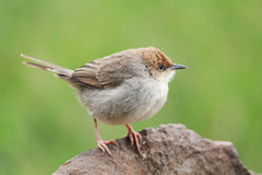 Hunter's Cisticola photo 2