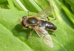 Anasimyia bilinearis
