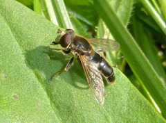 Anasimyia bilinearis