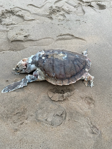 Kemp's Ridley Sea Turtle observed by awilairat50