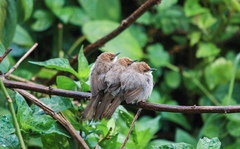 Hunter's Cisticola photo 3