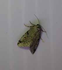 Maliattha concinnimacula