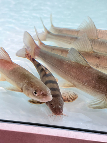 Naked carp (Schizopygopsis pylzovi) — Cyprinidae — 3