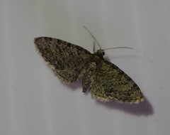 Eupithecia jejunata