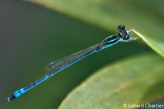 Agriocnemis nana