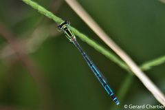 Agriocnemis nana