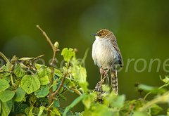 Hunter's Cisticola photo 4