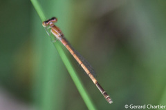 Agriocnemis nana