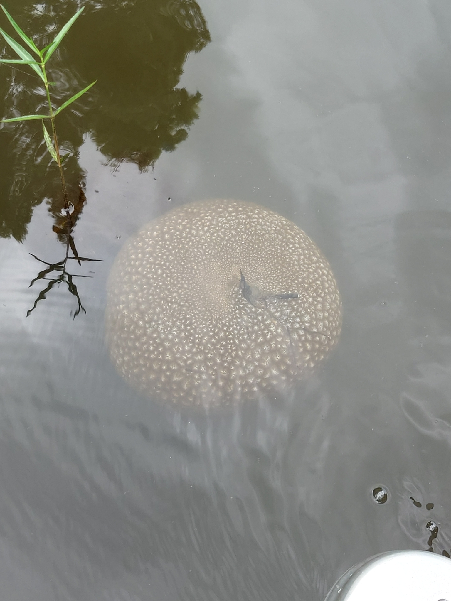 Pectinatella magnifica (Leidy, 1851)