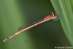 Agriocnemis nana