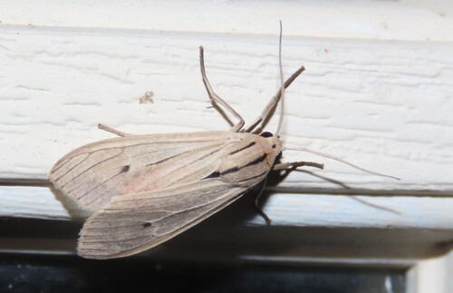 Agaraea semivitrea photo 3