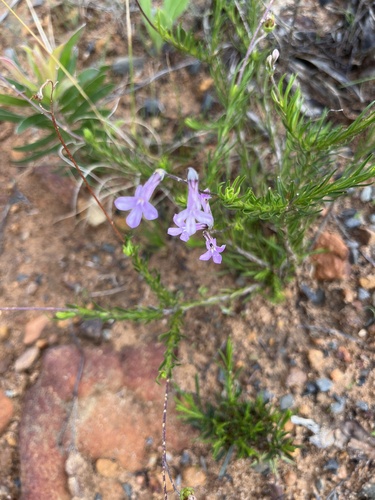 Lobelia pinifolia 2