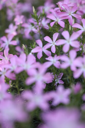Linanthus californicus, photograph 3