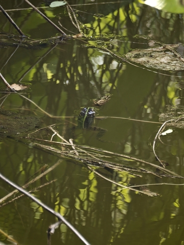Black-spotted Frog