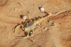 Apistobuthus pterygocercus