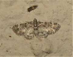 Chloroclystis muscosa